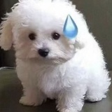 小绵绵