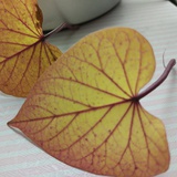 月@yue