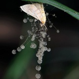 一夏天的风