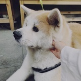 who's 楚楚