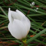 轻舟