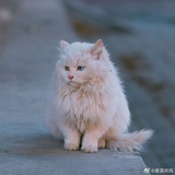 猫绒绒