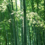 cuikaka