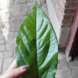 香草五月