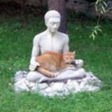 肥猫