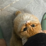 ameng