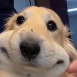 糖醋鲤鱼个