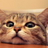 猫小姐