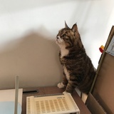 胖胖狸