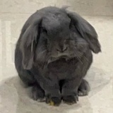 热辣大柠檬