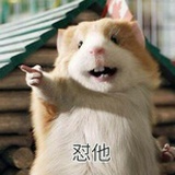 睡不着了猫