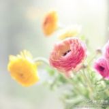 小米黄豆