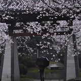 春野樱🌸