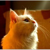 Garfield-cat