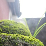 宰白