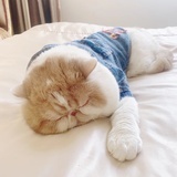 想要一只胖加菲