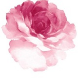 一朵花儿