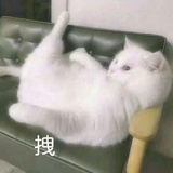 最爱小猫咪啦