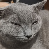 鲸鱼和狐狸