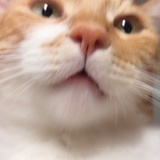 西野