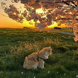 大脸猫猫鱼