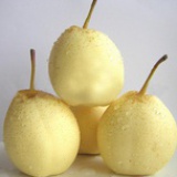 sili