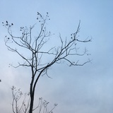 水煮甜玉米