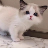菜头稞