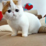 猫小喵Lydia