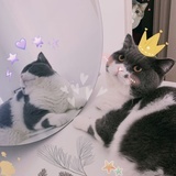 miko