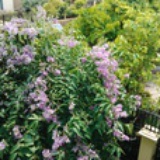 水蓝蓝