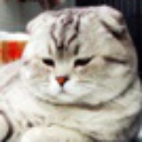 夏洛特黑猫