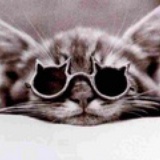 猫君