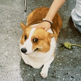 Suki