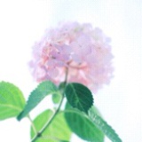 油桃717