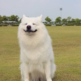 酱油菌