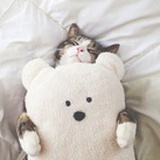 猫咪睡了丶