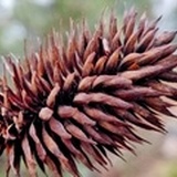 黑暗爬虫