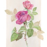 晴Qing