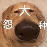 同安吴彦祖