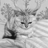 SUKIT