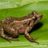 greenhousefrog