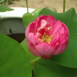 amela