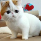 小胖子脆脆