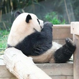 Michong