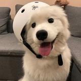 十元柚子