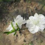 little apple