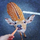 铁头头