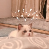 LINBbbb