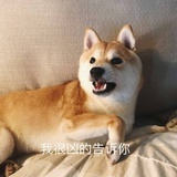 尖叫的小鸡腿